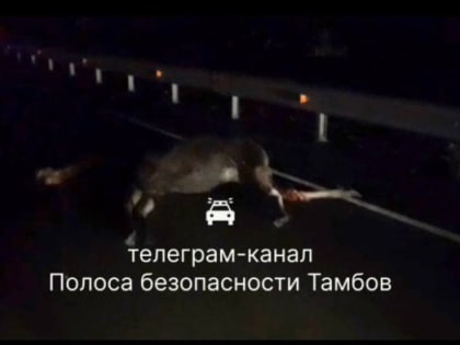 В Кирсановском округе в ДТП погиб лось