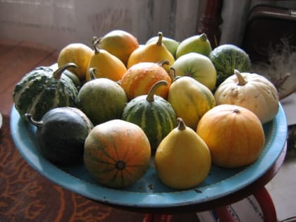 Погода в Москве: первые заморозки октября