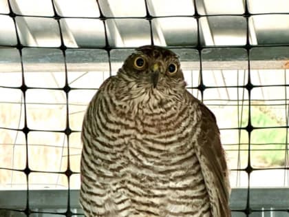 Мичуринские орнитологи восстановили после травмы ястреба-перепелятника