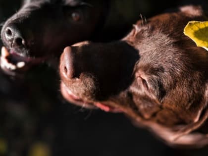 Карантин по бешенству животных в Тамбовском округе