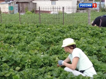 Овощи и ягоды с грядок Татанова отправляются к столичным покупателям