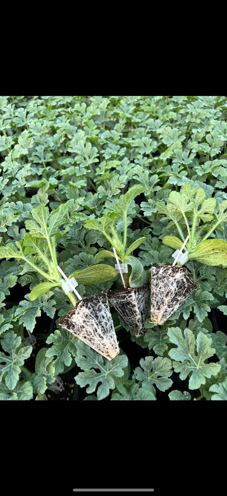 Aşılı Karpuz Fidesi