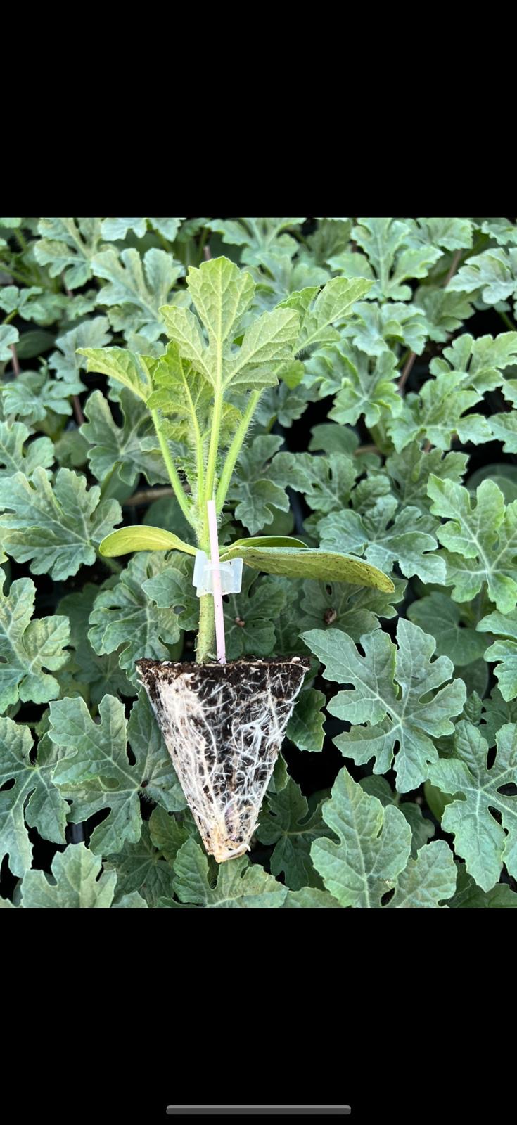 Aşılı Karpuz Fidesi — 2