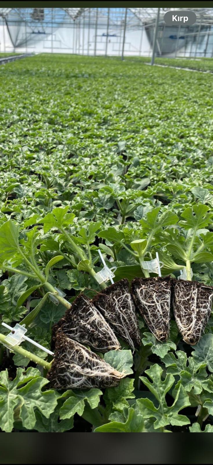 Aşılı Karpuz Fidesi — 3