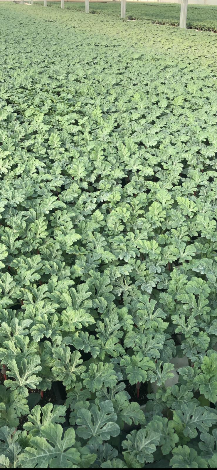 Aşılı Karpuz Fidesi — 4