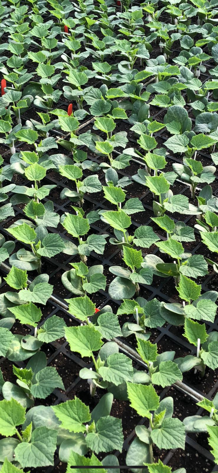 Aşılı Hıyar Fidesi