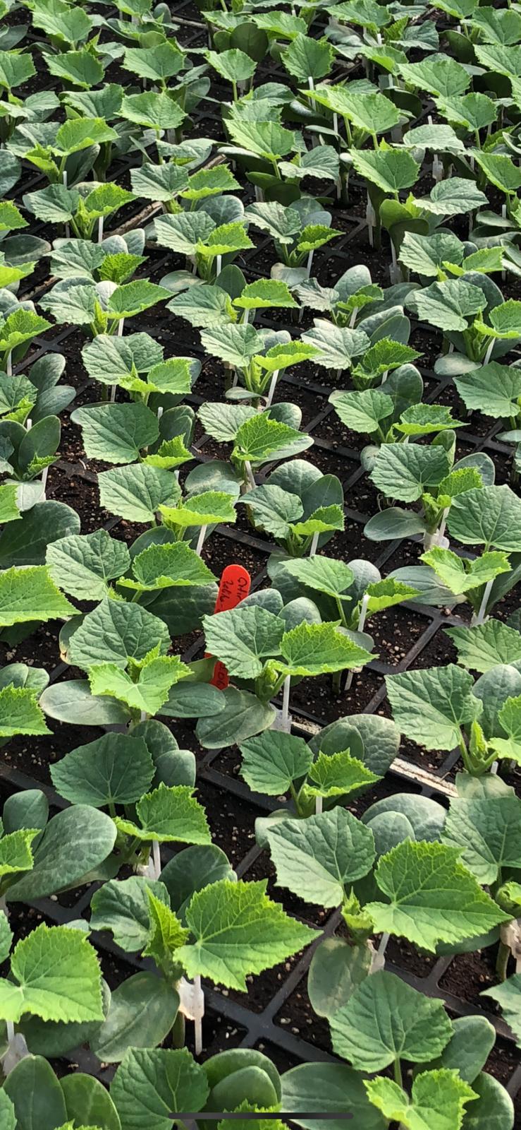 Aşılı Hıyar Fidesi — 3