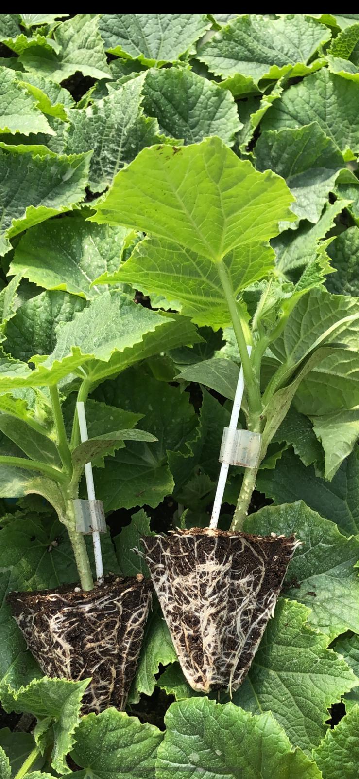 Aşılı Hıyar Fidesi — 2