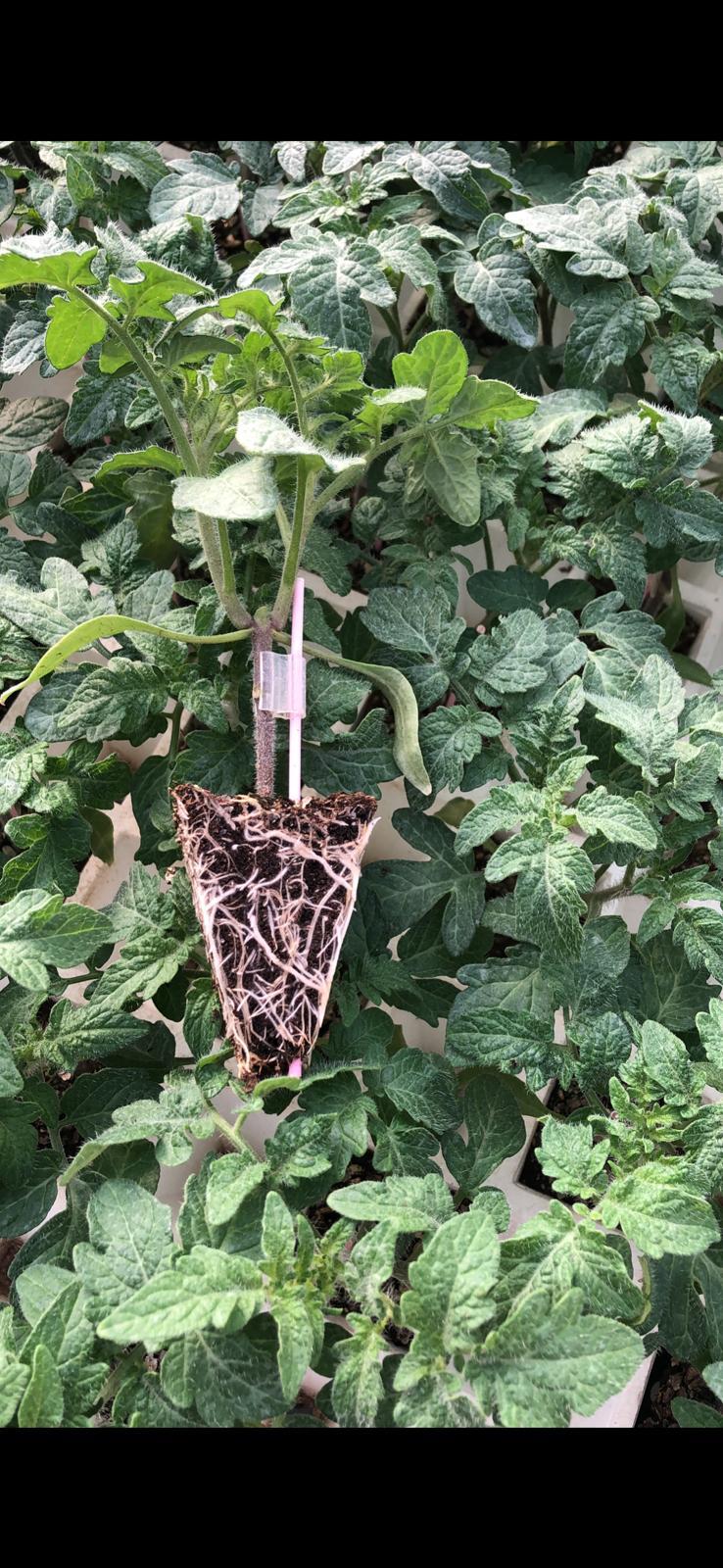 Aşılı Domates Fidesi