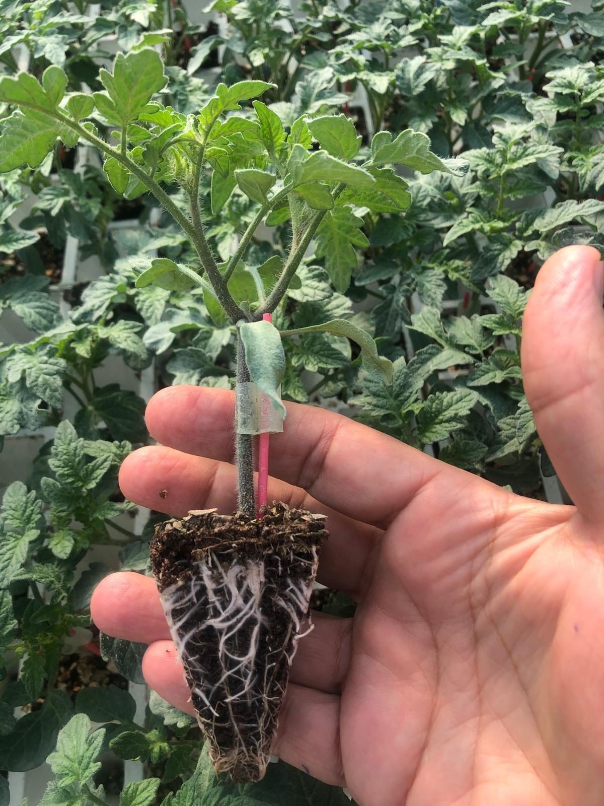 Aşılı Domates Fidesi — 2