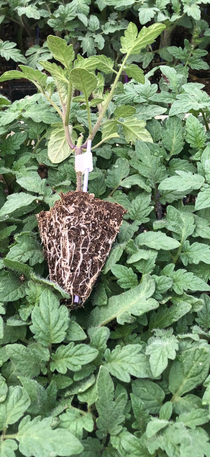 Aşılı Domates Fidesi — 3