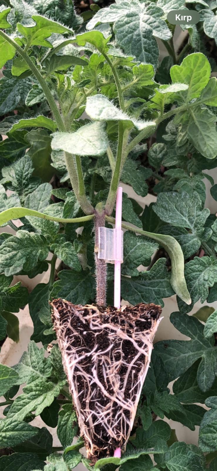 Aşılı Domates Fidesi — 4