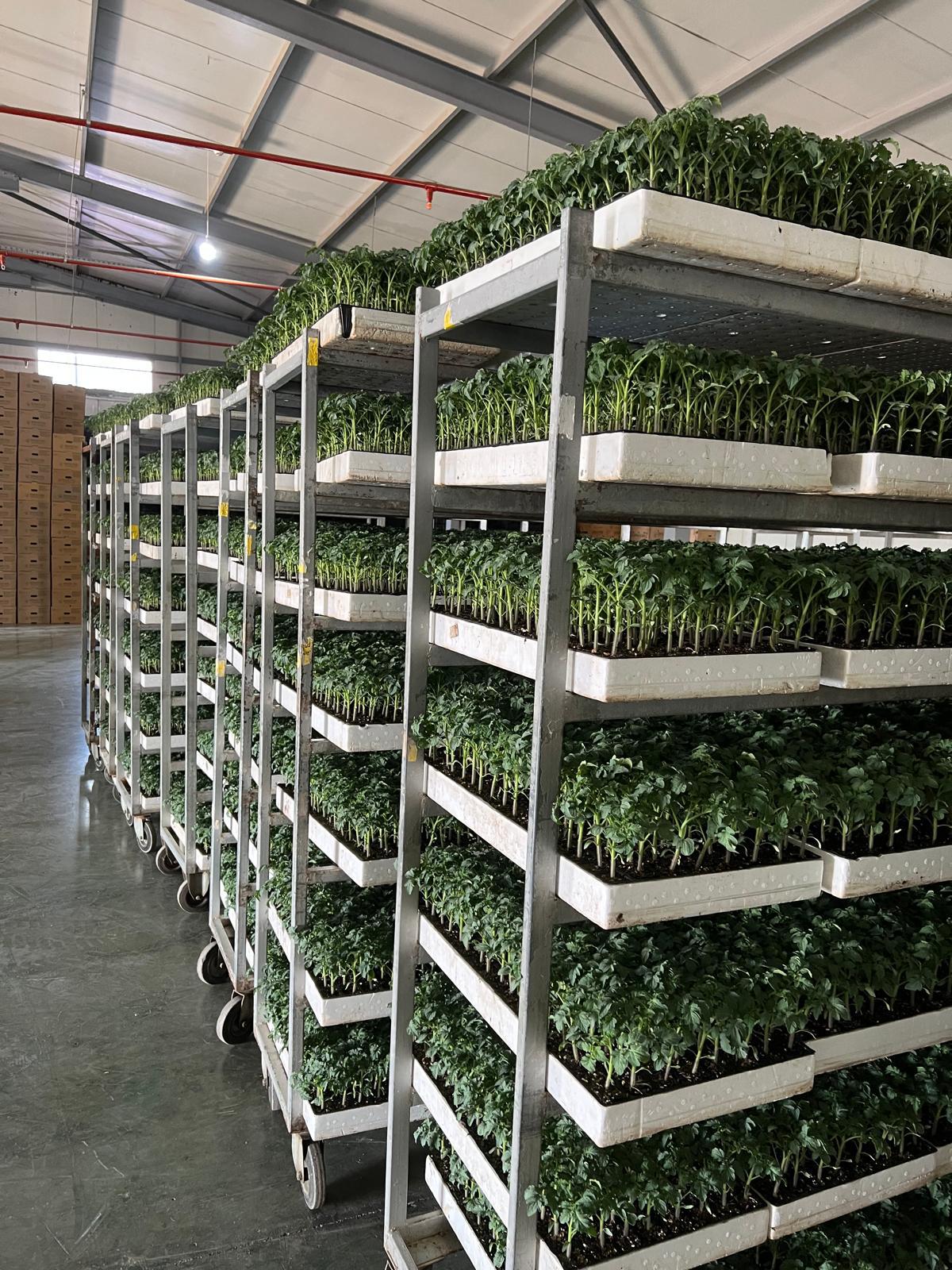 Düz Domates Fidesi — 4