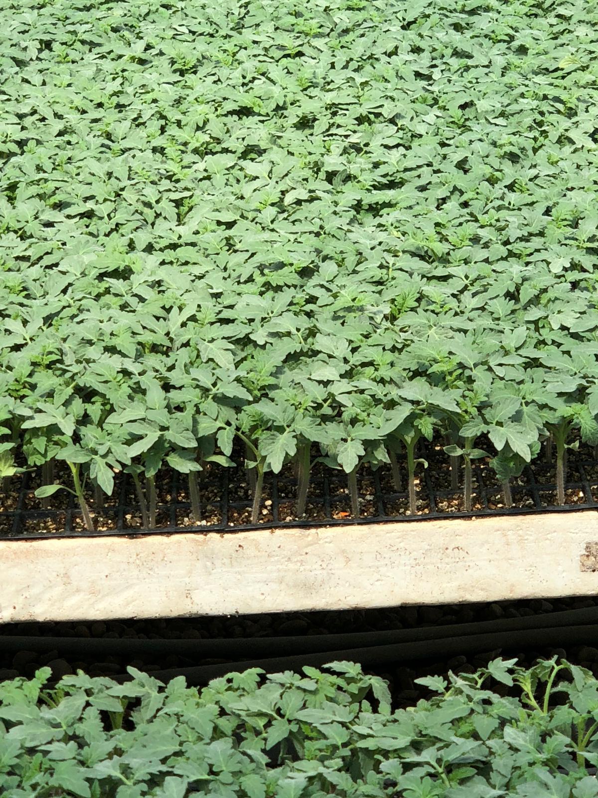 Düz Domates Fidesi — 3