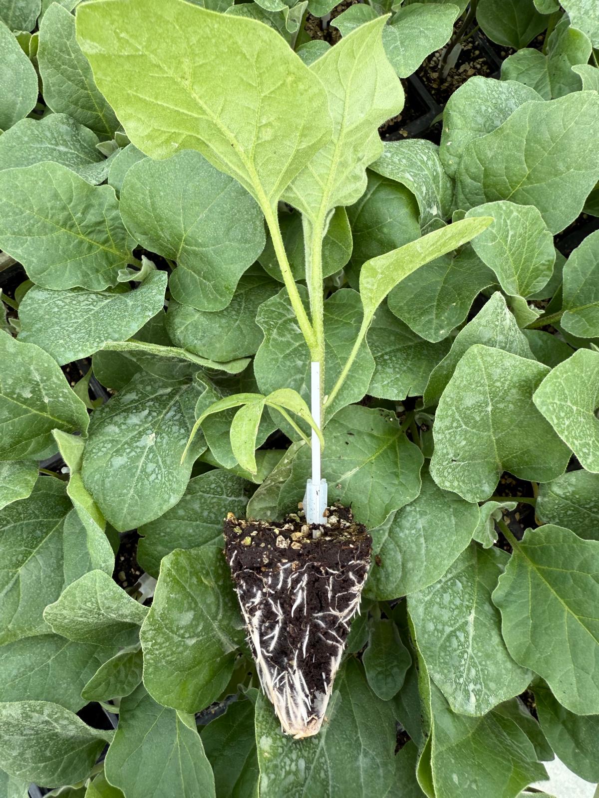 Aşılı Fide Kataloğu