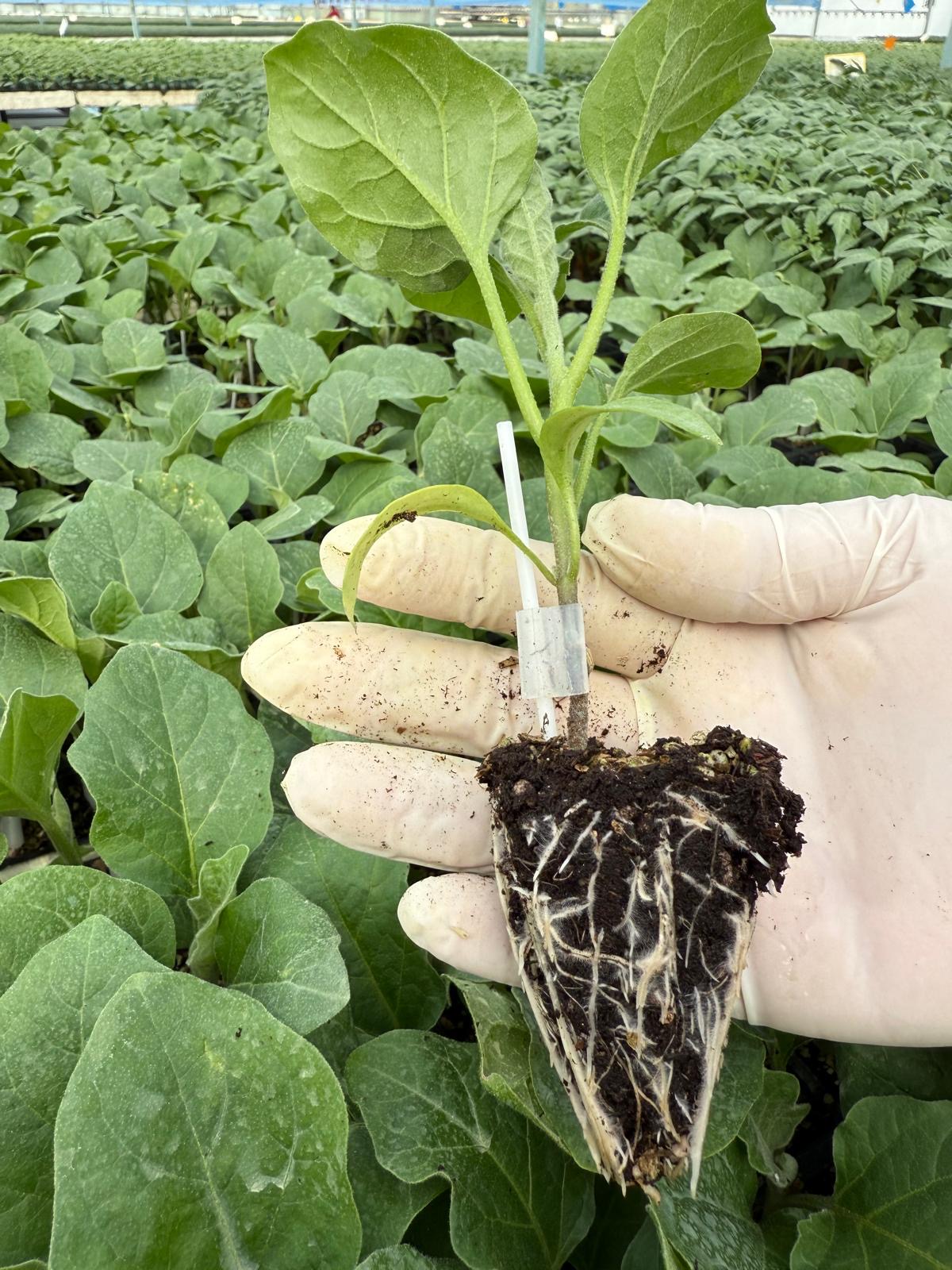 Aşılı Patlıcan Fidesi — 2