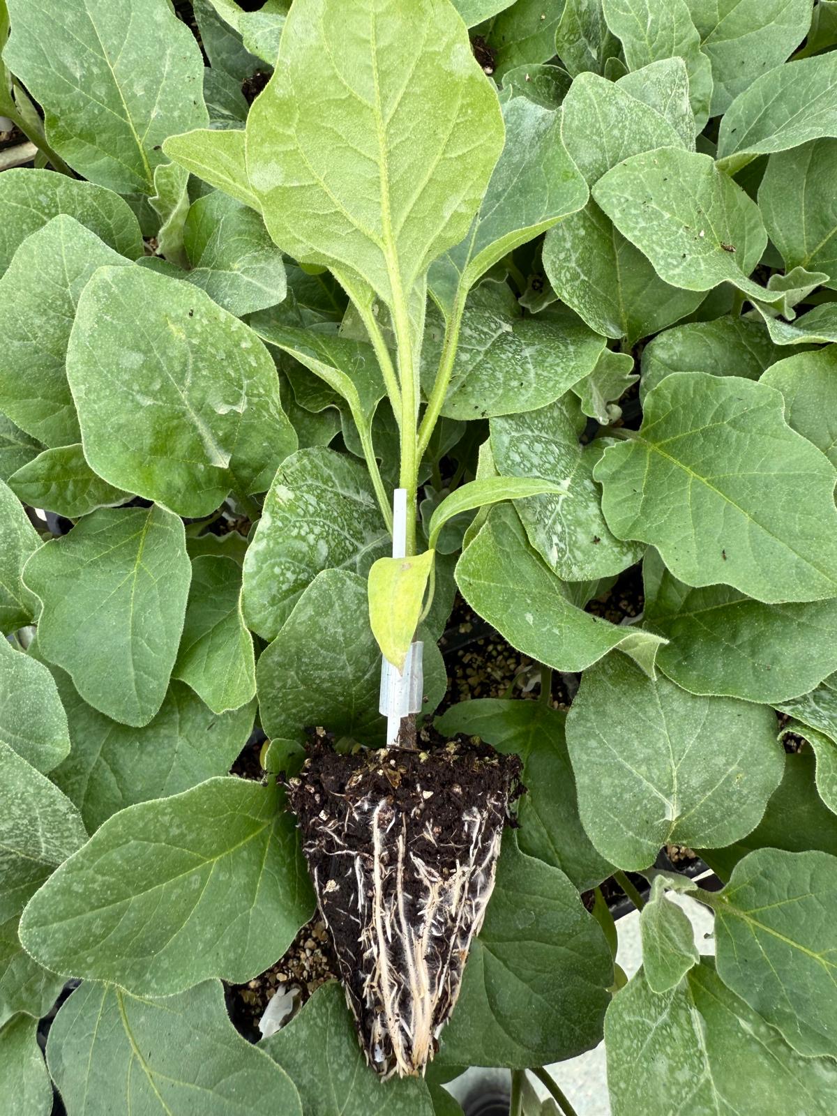 Aşılı Patlıcan Fidesi — 3