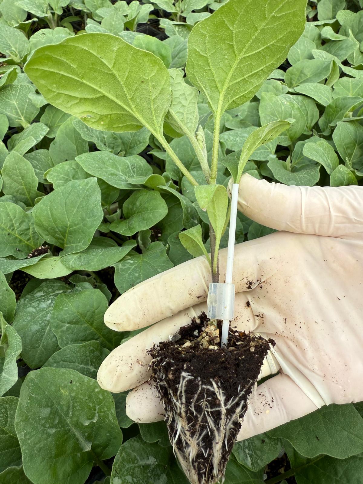 Aşılı Patlıcan Fidesi — 4