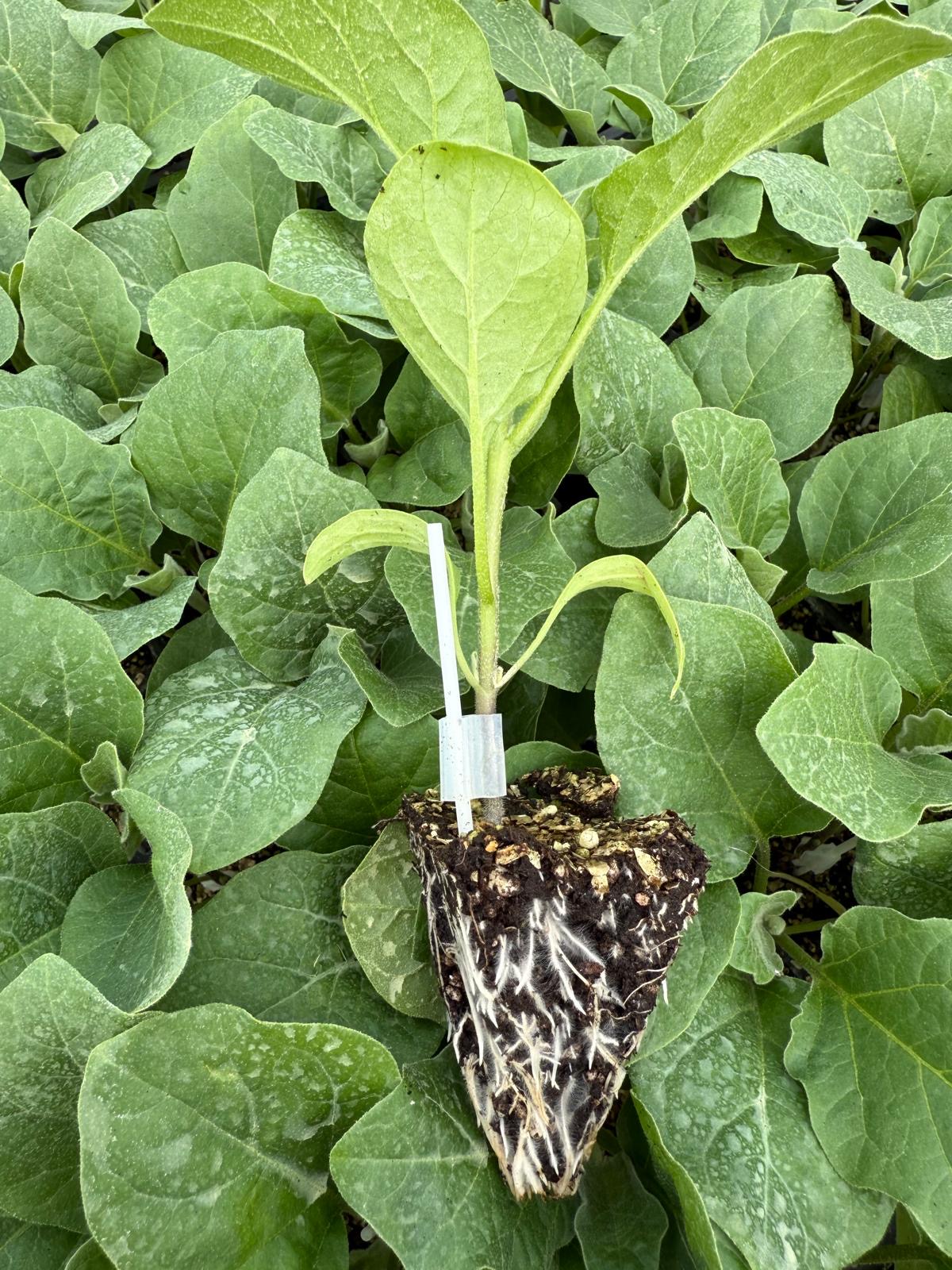 Aşılı Patlıcan Fidesi — 7