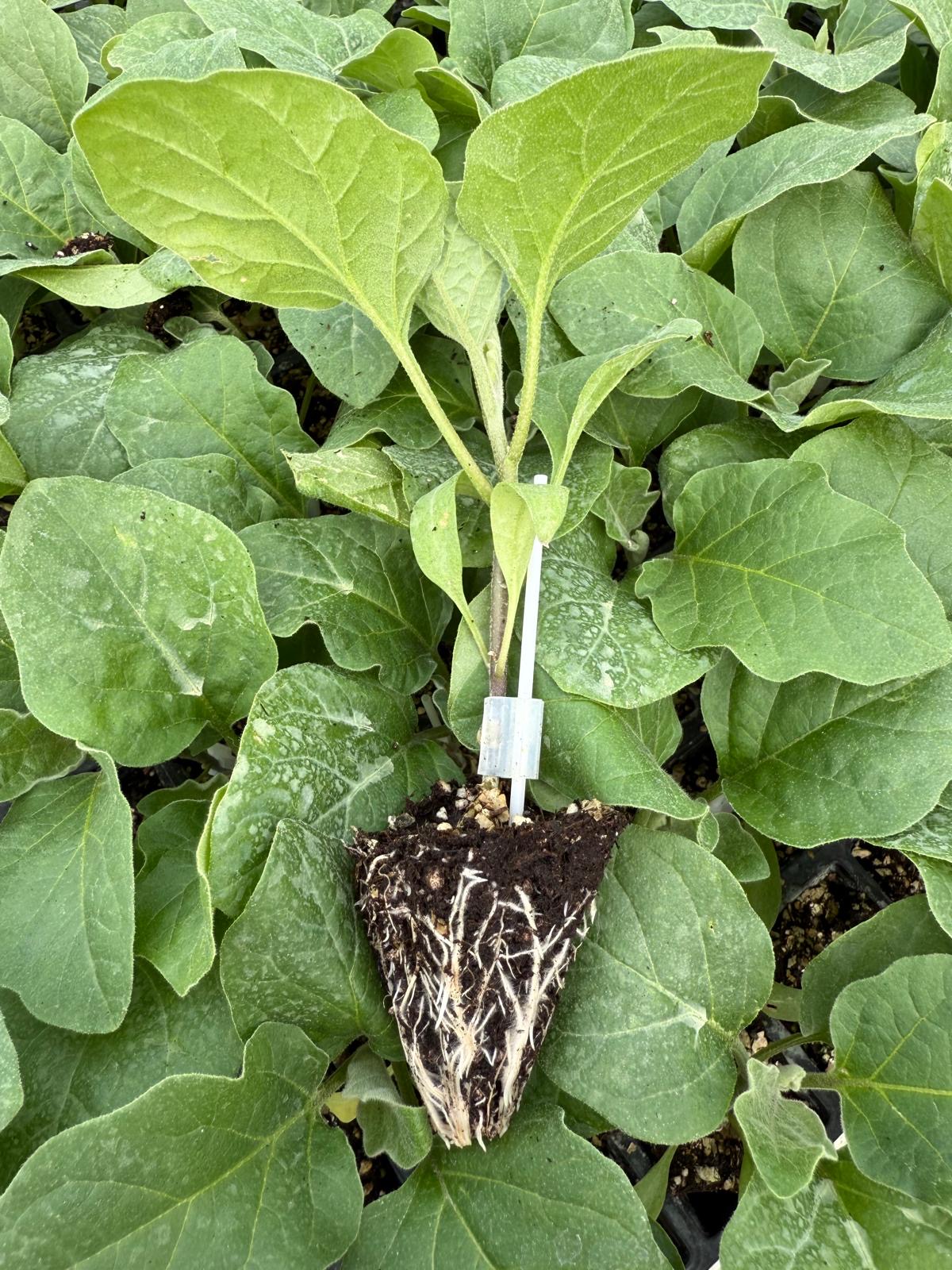 Aşılı Patlıcan Fidesi — 5