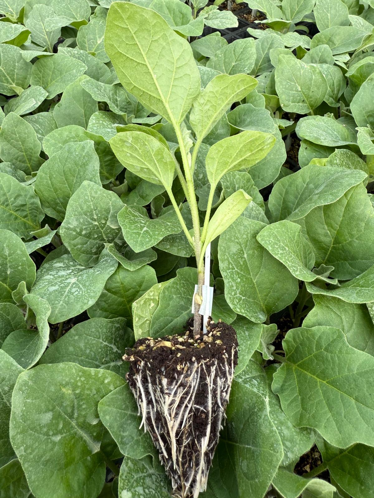 Aşılı Patlıcan Fidesi — 8