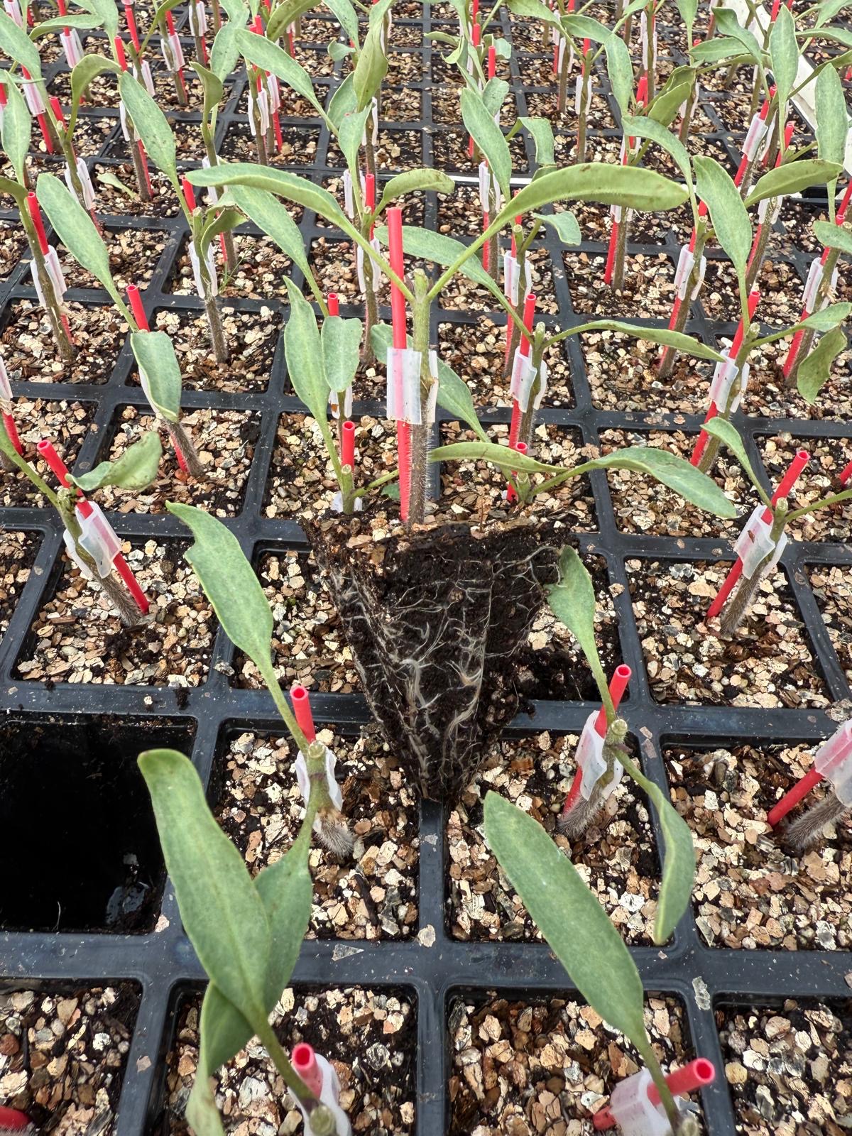 Aşılı Domates Fidesi — 5