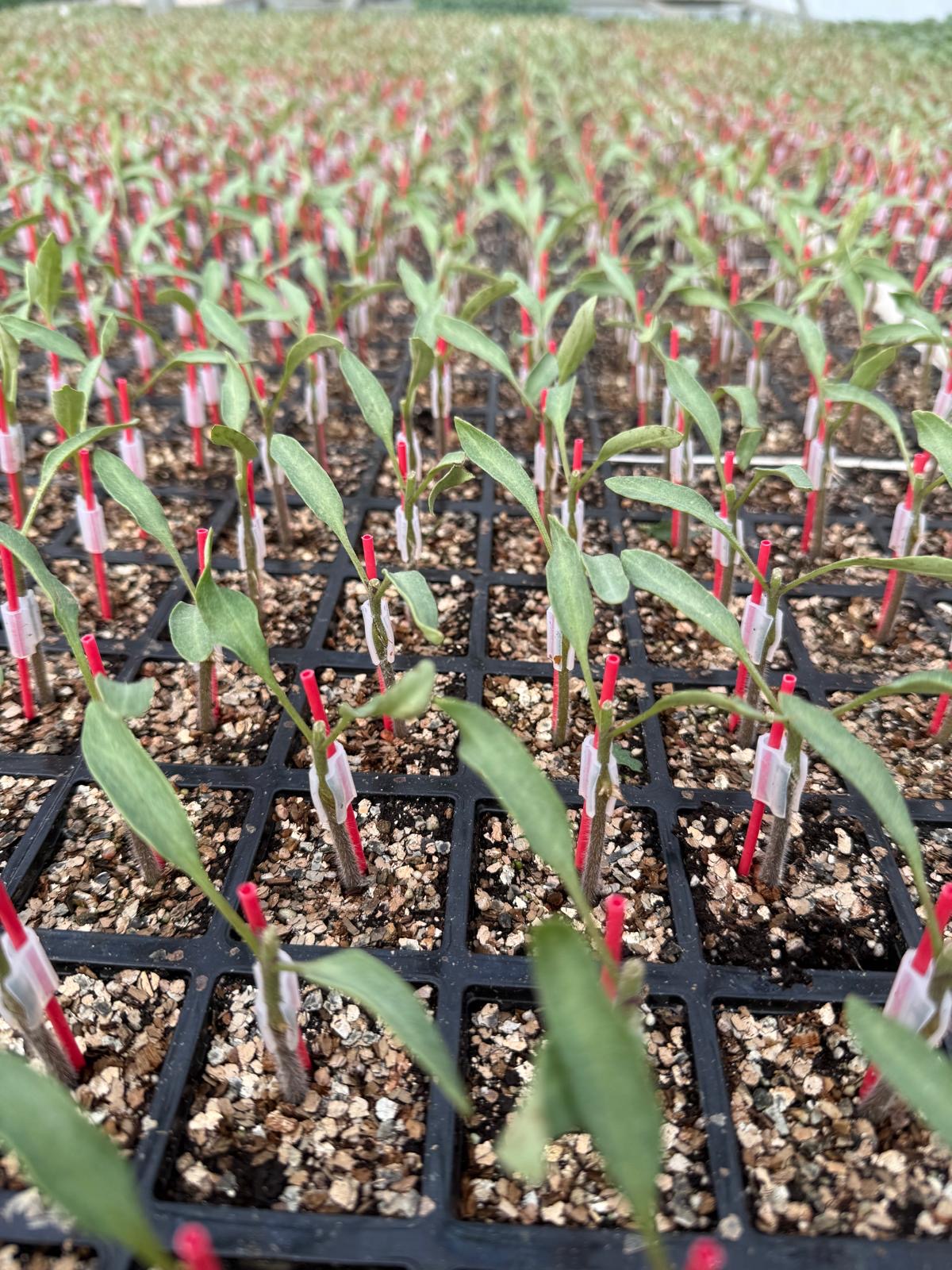 Aşılı Domates Fidesi — 7