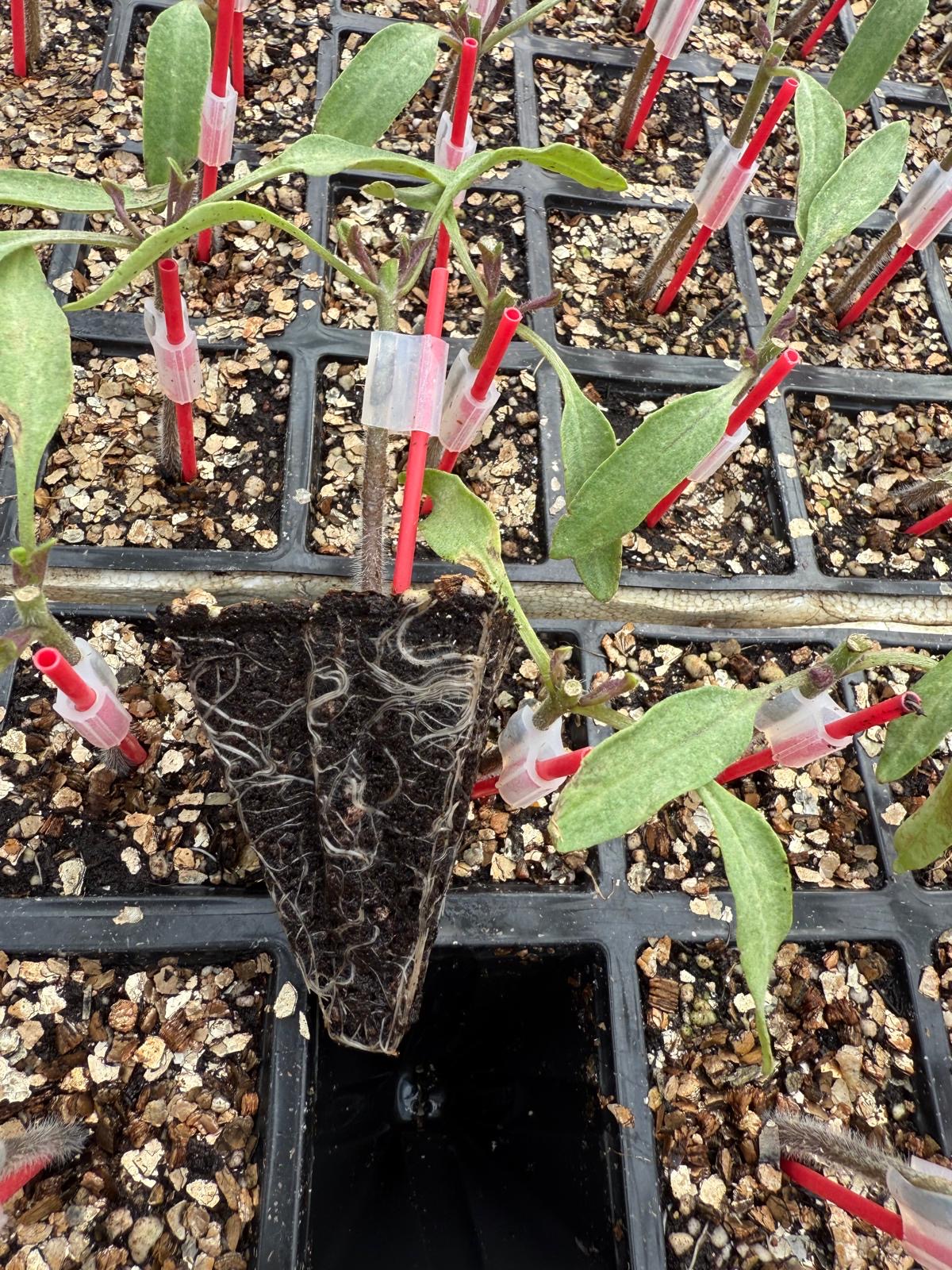 Aşılı Domates Fidesi — 4