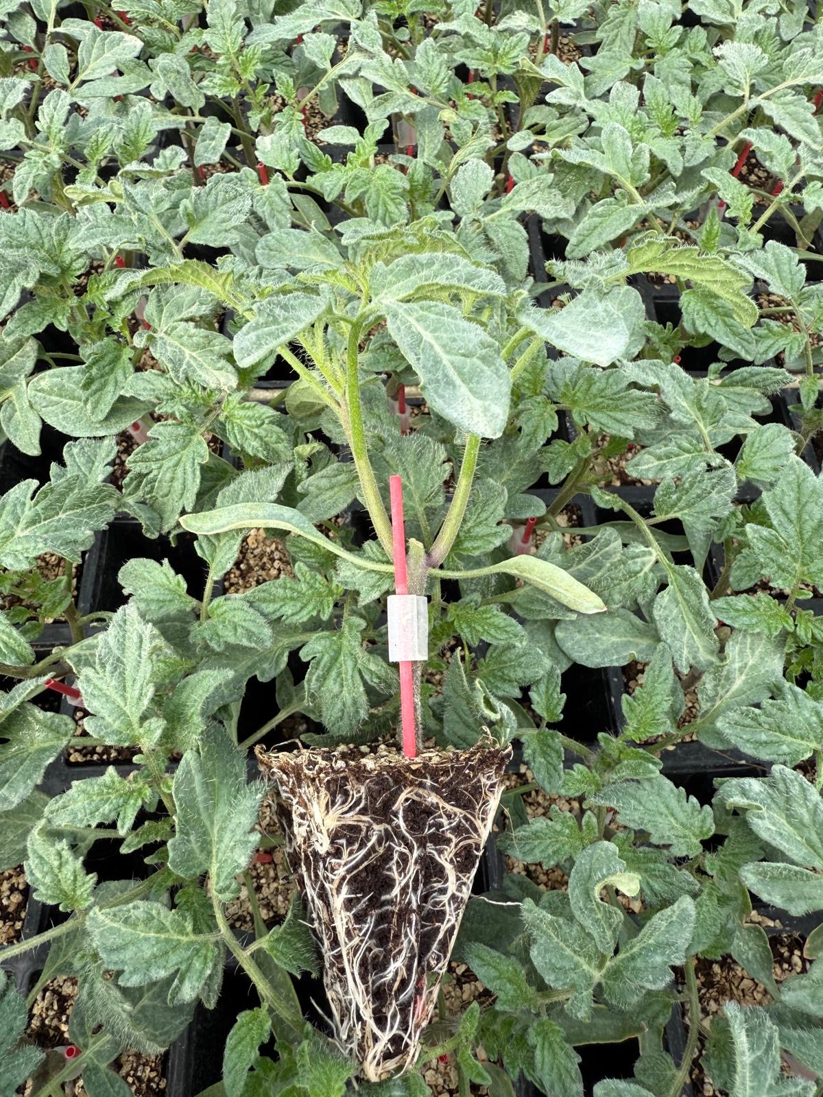 Aşılı Domates Fidesi — 6