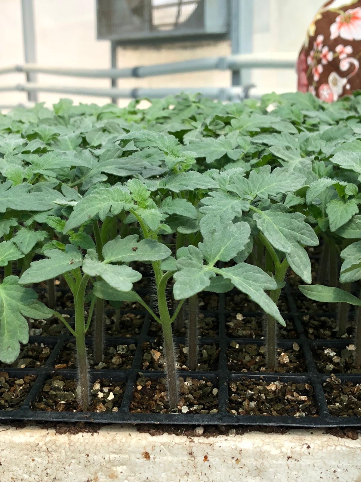 Düz Domates Fidesi — 2