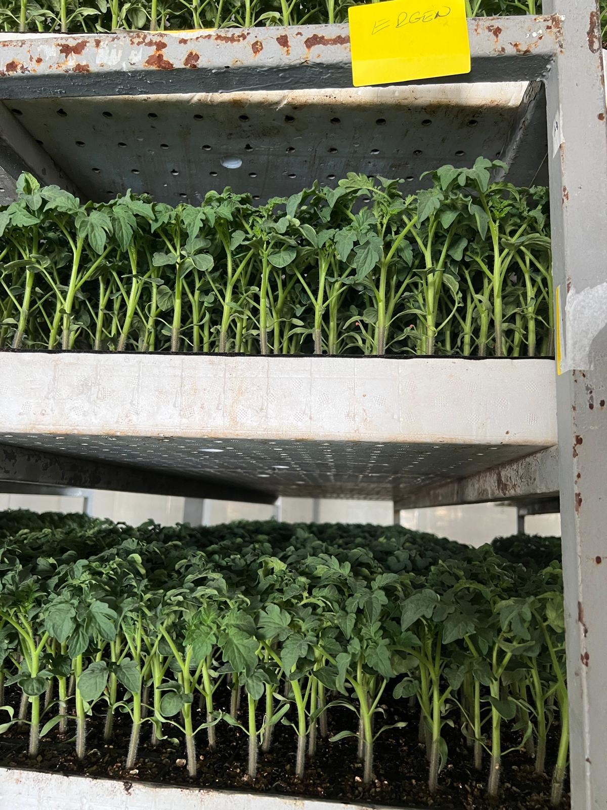 Düz Domates Fidesi — 6