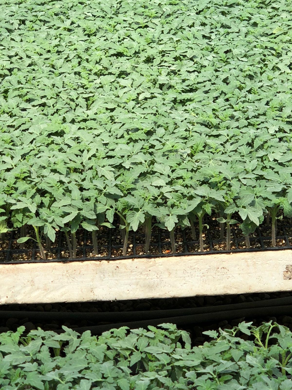 Düz Domates Fidesi — 3