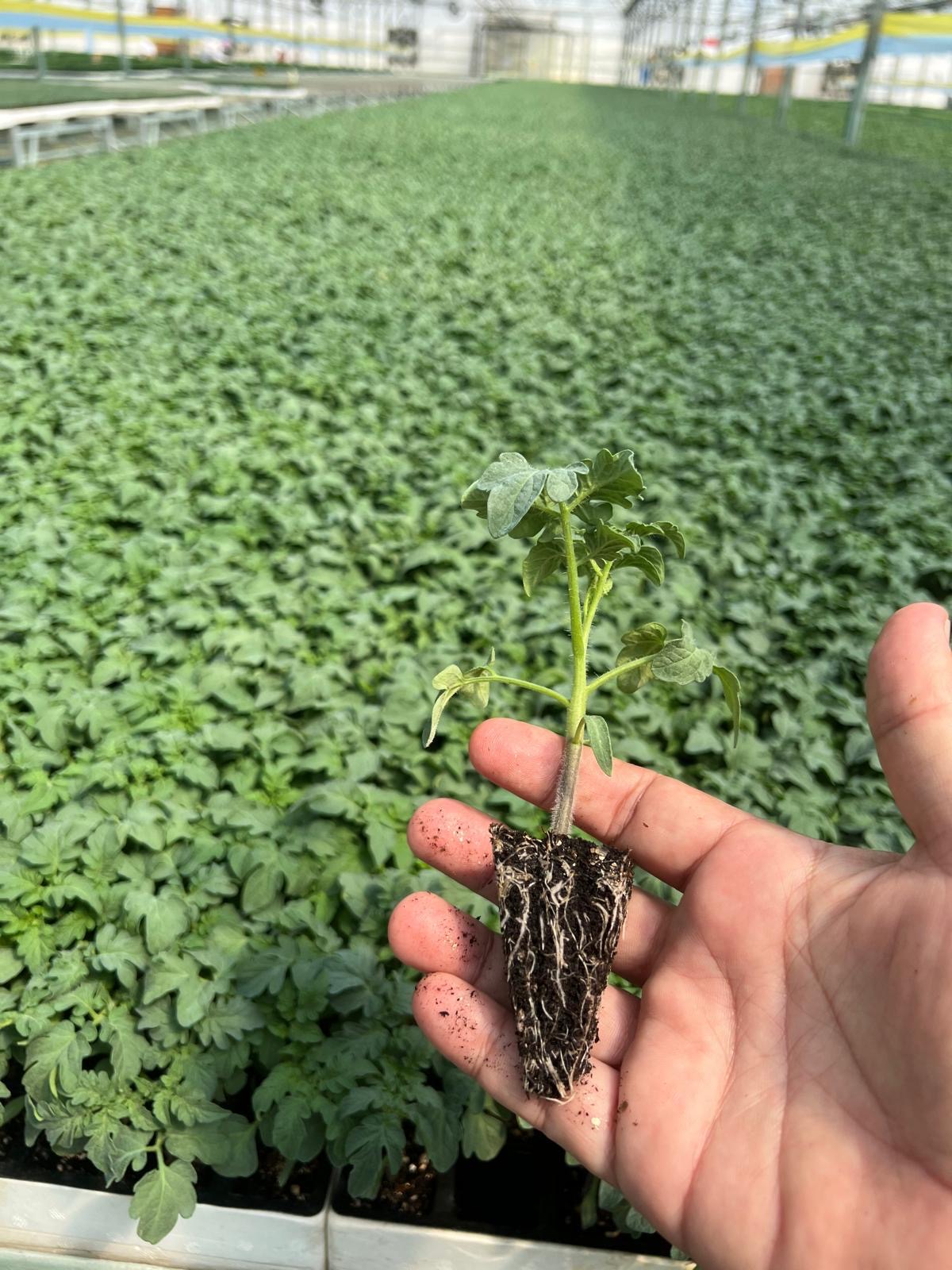 Düz Domates Fidesi — 5