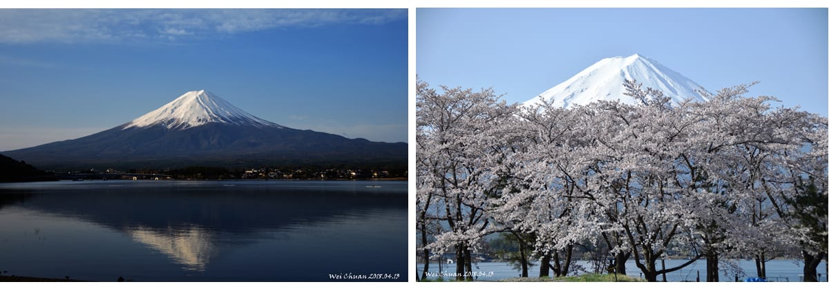 富士急行巴士-富士山-富士山河口湖-賞櫻-半日遊-賞櫻半日行程-逆富士-新倉山淺間神社-忍野八海-賞楓