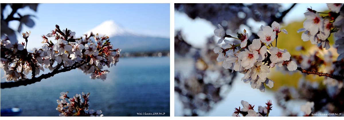 富士急行巴士-富士山-富士山河口湖-賞櫻-半日遊-賞櫻半日行程-逆富士-新倉山淺間神社-忍野八海-賞楓