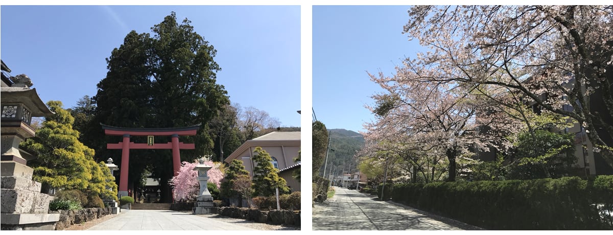 富士急行巴士-富士山-富士山河口湖-賞櫻-半日遊-賞櫻半日行程-逆富士-新倉山淺間神社-忍野八海-賞楓