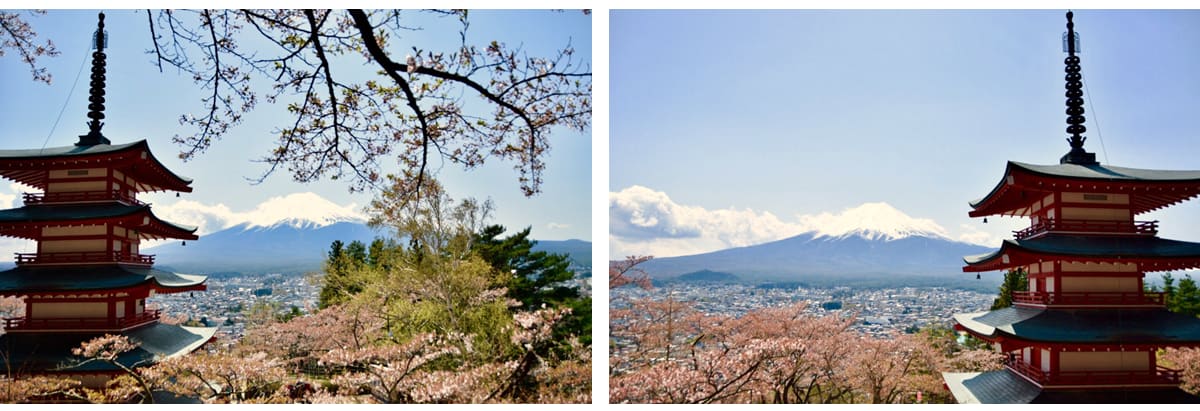 富士急行巴士-富士山-富士山河口湖-賞櫻-半日遊-賞櫻半日行程-逆富士-新倉山淺間神社-忍野八海-賞楓