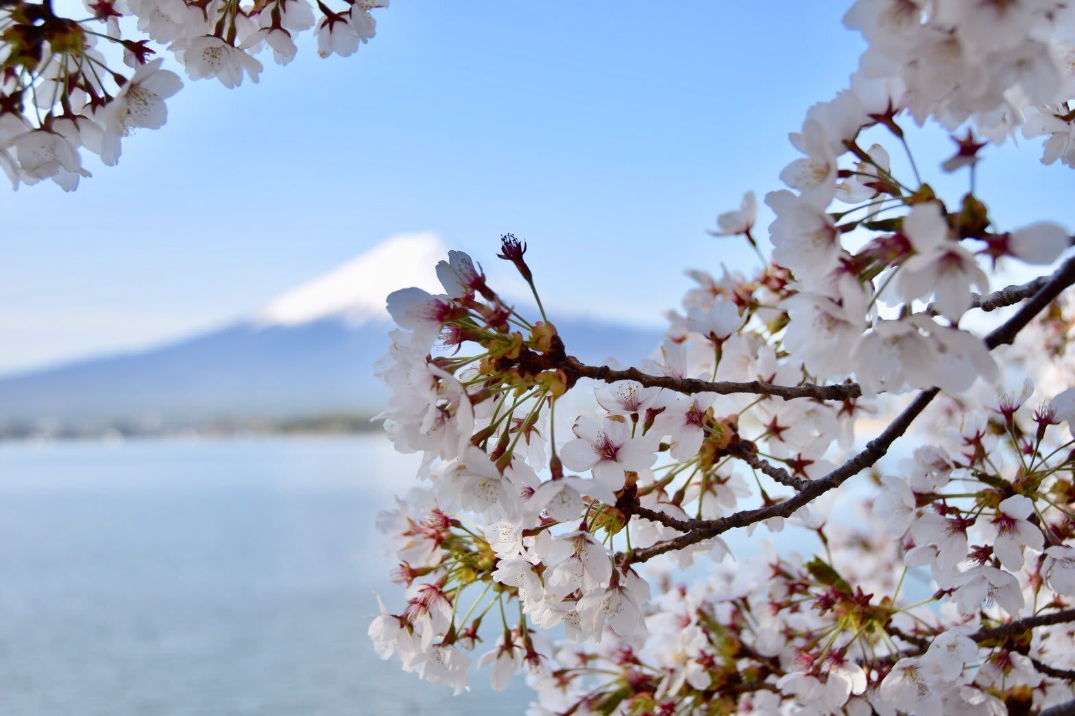 富士山賞櫻
