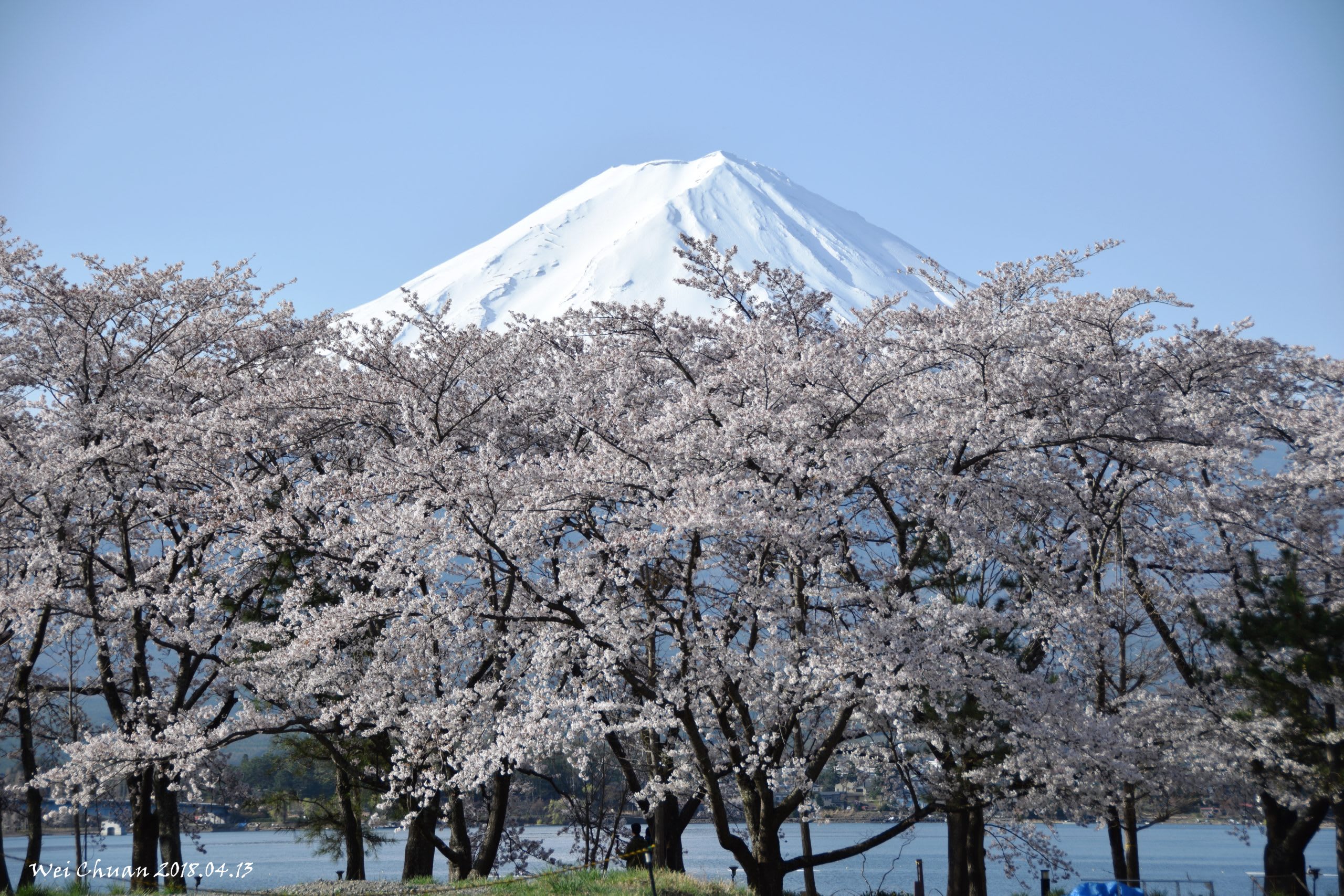 Lake Villa Kawaguchiko-河口湖-富士山-日本-民宿-別墅-湖畔別墅-卡瓦吉斯克酒店-飯店-自助-賞櫻-櫻花