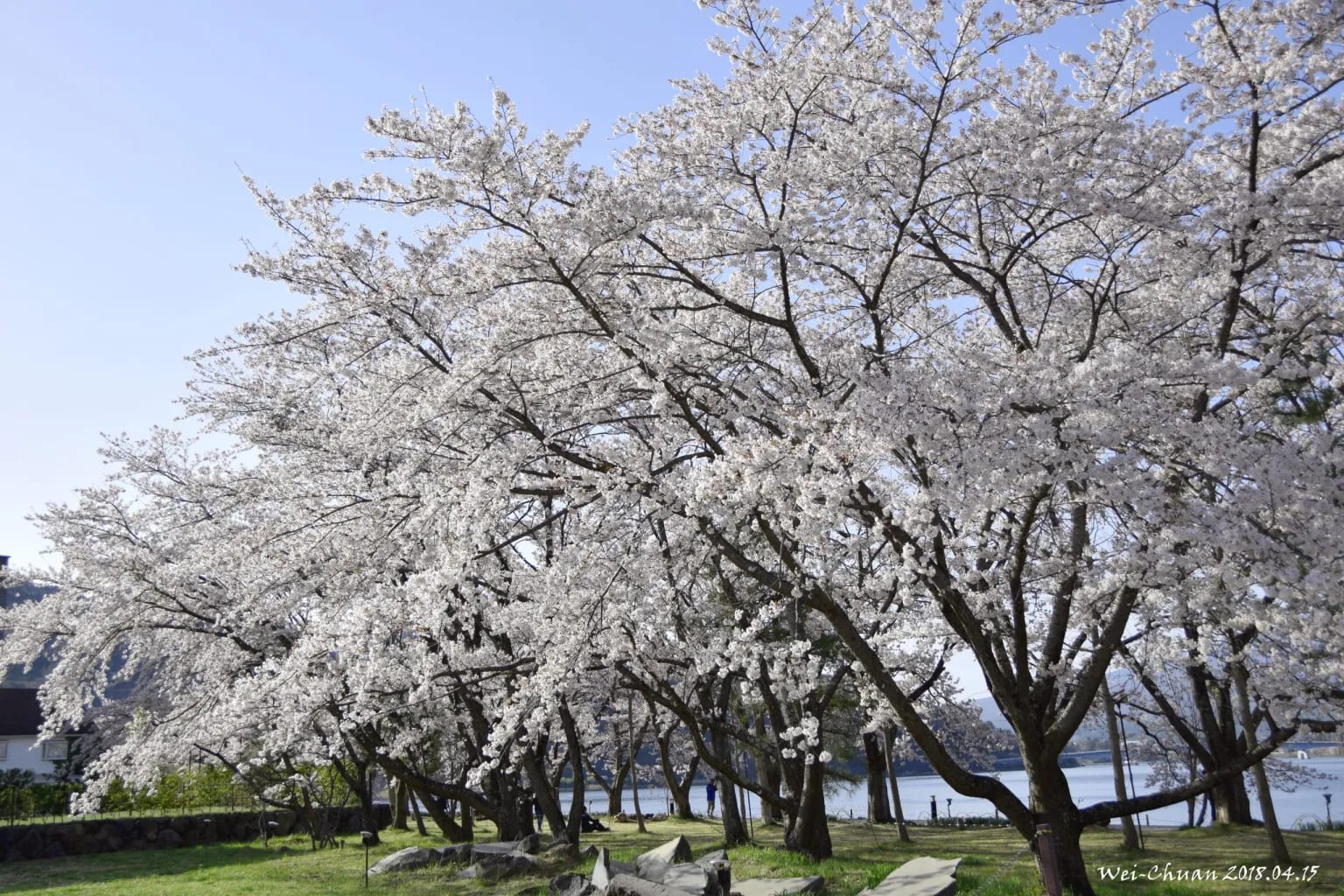 湖畔櫻花-河口湖櫻花-Lake Villa Kawaguchiko-河口湖-富士山-日本-民宿-別墅-湖畔別墅-卡瓦吉斯克酒店-飯店-自助-賞櫻-櫻花