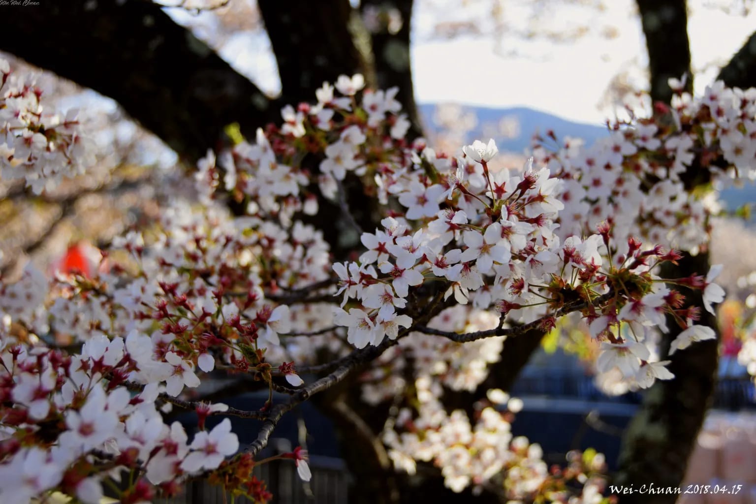 Lake Villa Kawaguchiko-河口湖-富士山-日本-民宿-別墅-湖畔別墅-卡瓦吉斯克酒店-飯店-自助-賞櫻-櫻花