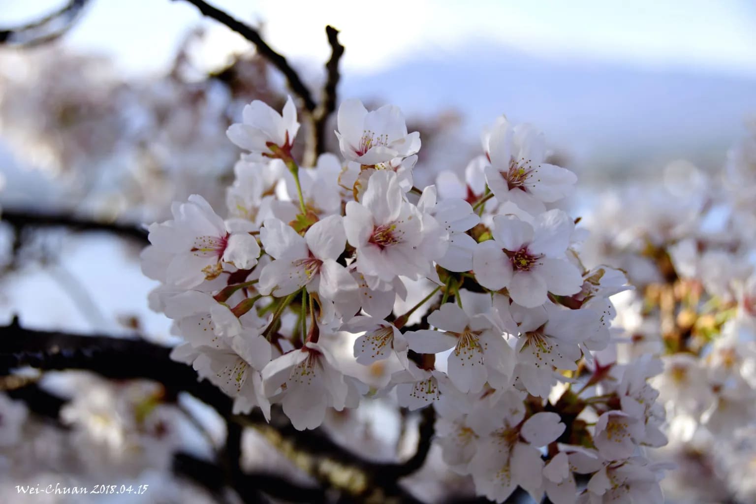 河口湖櫻花-Lake Villa Kawaguchiko-河口湖-富士山-日本-民宿-別墅-湖畔別墅-卡瓦吉斯克酒店-飯店-自助-賞櫻-櫻花