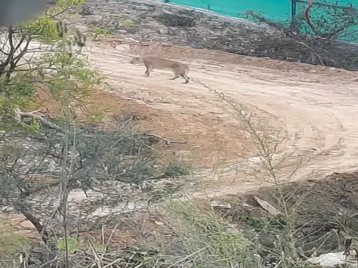 लॉयन सफारी के शेल्टर में लौटी शेरनी सुनयना