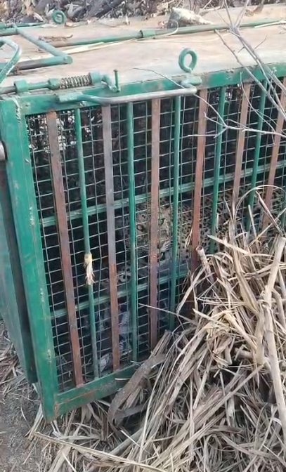 पैंथर के पिंजरे में कैद होने के बाद लोगों ने ली चैन की सांस, कई दिनों से इलाके में था दहशत का माहौल