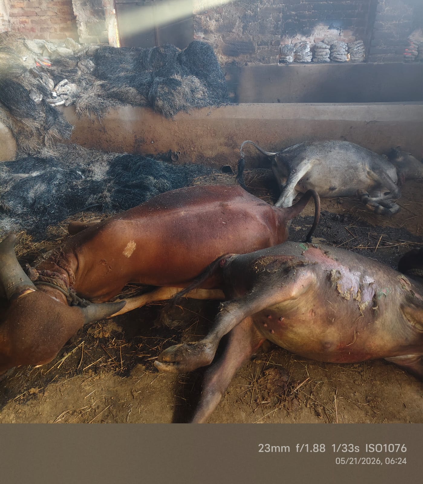 भीषण आग से किसान परिवार को हुआ बडा नुकसान, 5 मवेशियों सहित बाईक और घास जल कर हुई राख