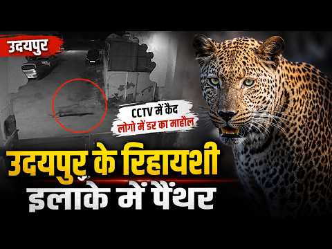 उदयपुर के रिहायशी इलाक़े में पैंथर, CCTV में क़ैद, लोगो में डर का माहौल