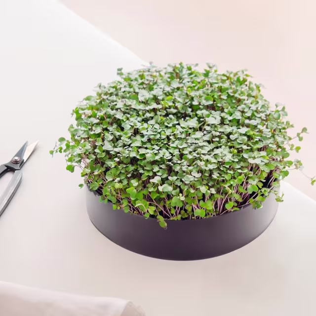 Compacte ronde MicroPod kweekbak van 19 cm diameter, duurzaam BPA-vrij ABS, geschikt voor alle microgroentezaden Compacte ronde MicroPod kweekbak van 19 cm diameter, duurzaam BPA-vrij ABS, geschikt voor alle microgroentezaden