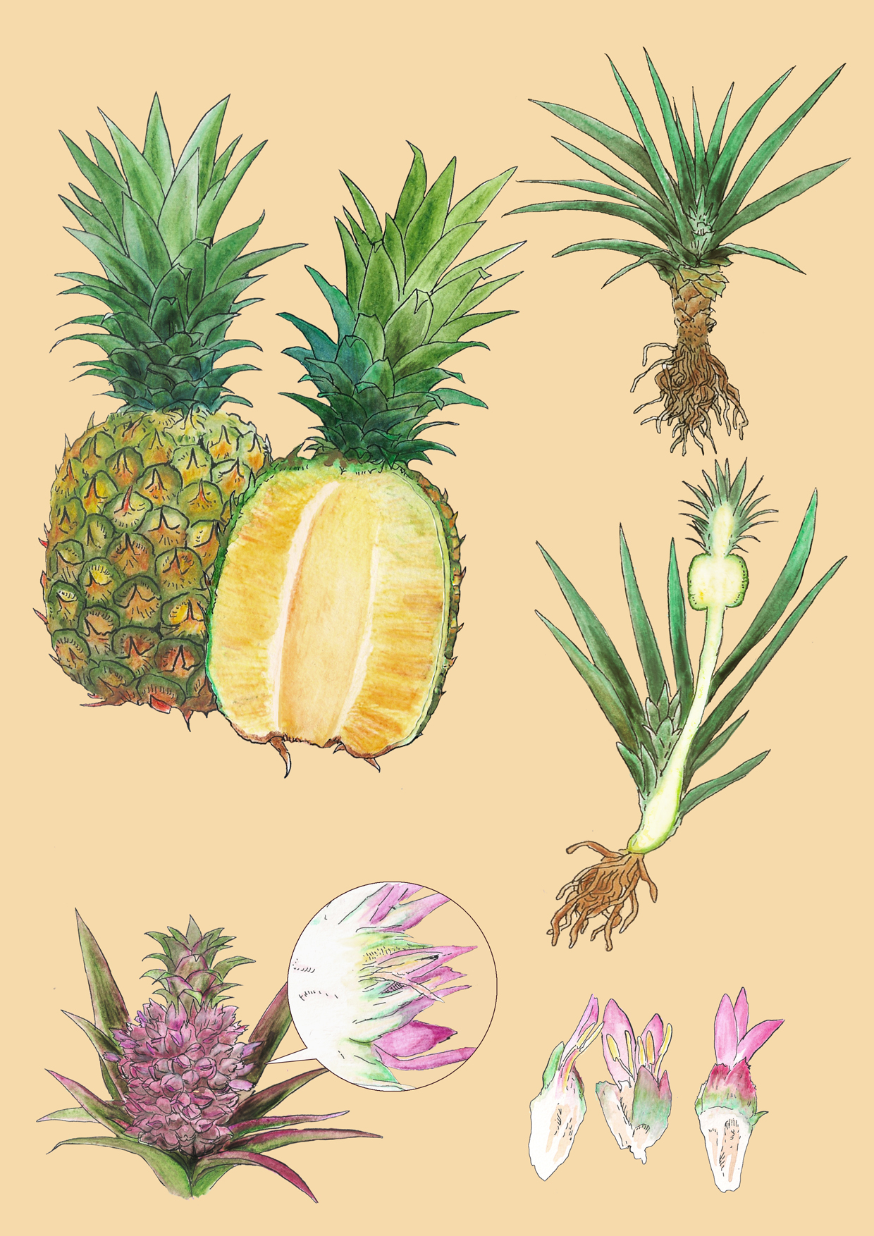 台毒誌 To̍k magazine 系列合作