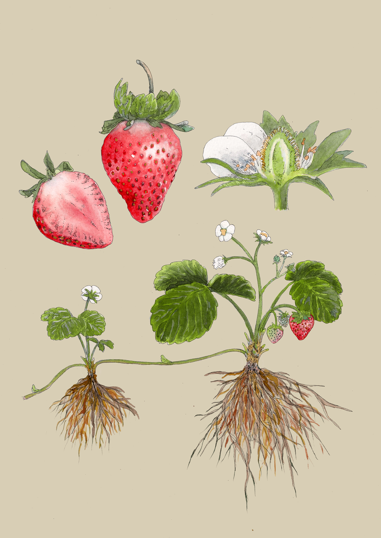 台毒誌 To̍k magazine 系列合作