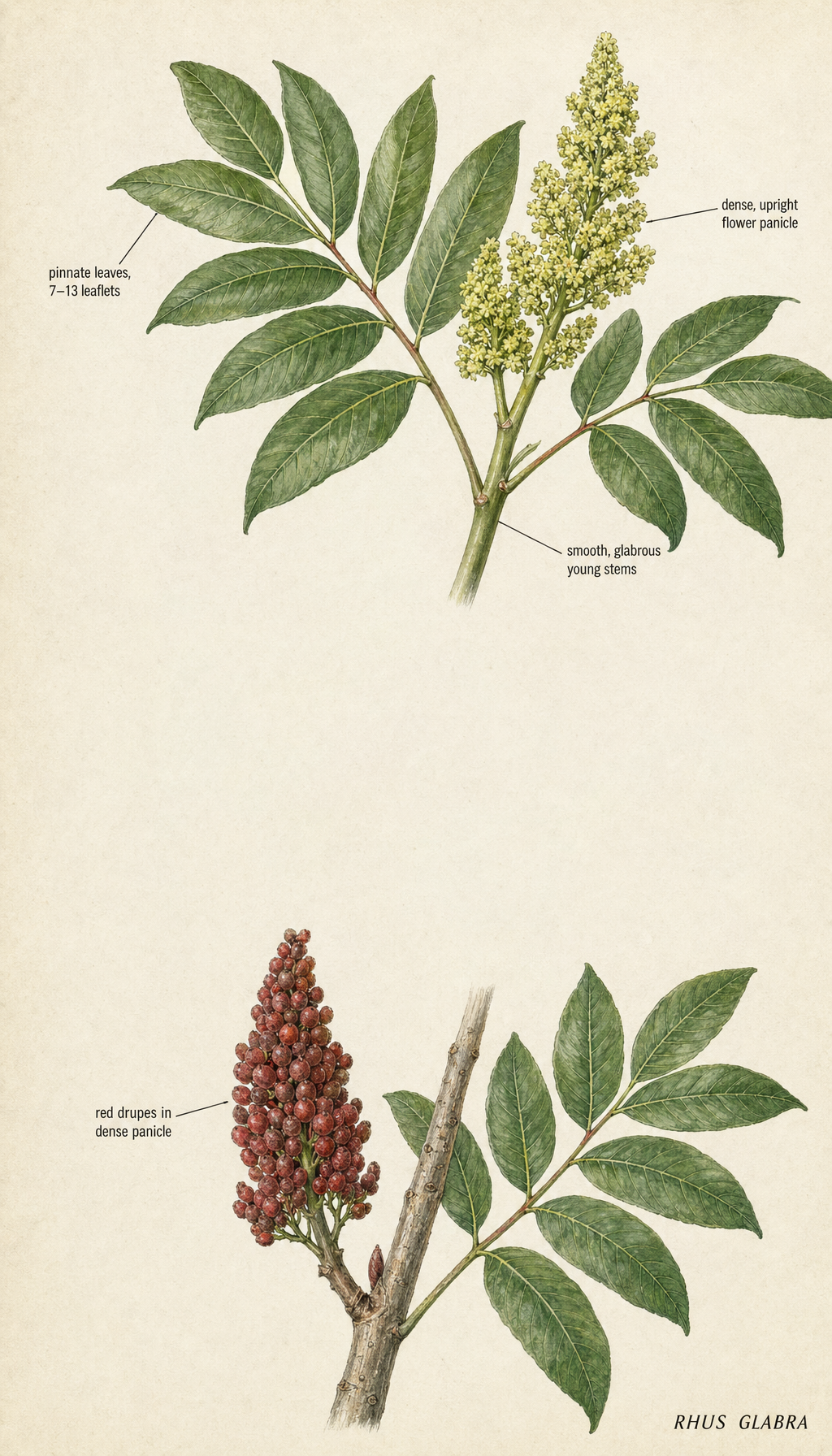smooth sumac field-guide illustration